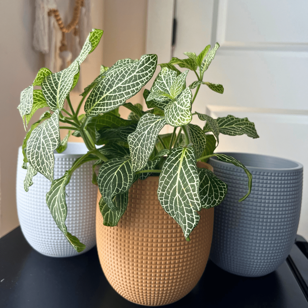 drip trays for indoor plants Grid Design Wall Planter with Drip Tray