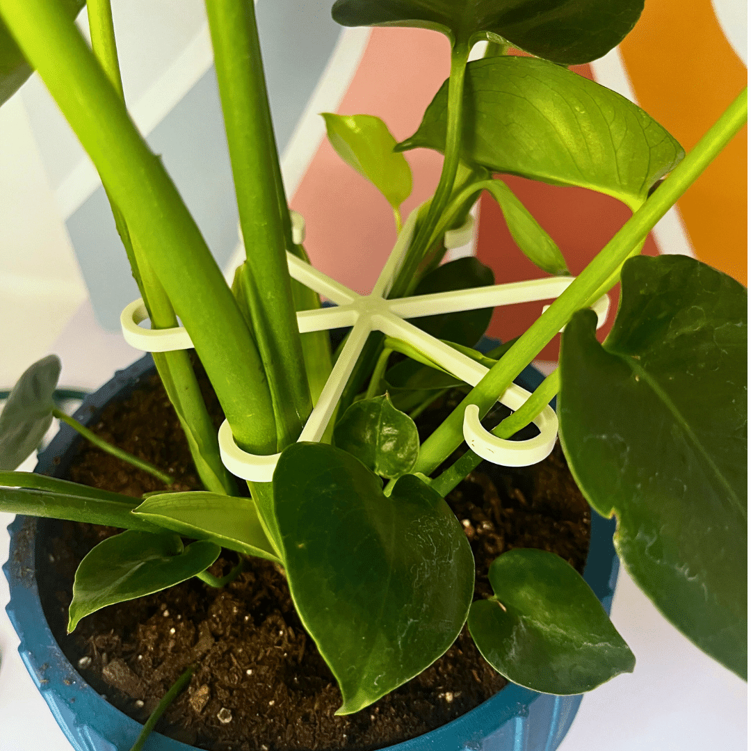 Chatelet Plant Climbers Stem Holders | Unique Design Supports for Growing Plants | 3 Sizes Included for Different Plant Stages