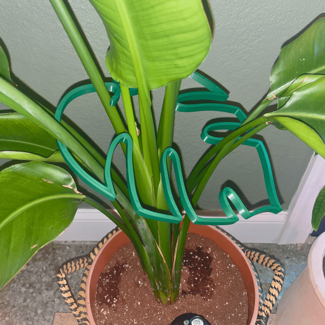 Monstera Leaf Plant Support | Unique & Aesthetic Monstera Plant Support | Keeps Plants Tame and Growing Vertical