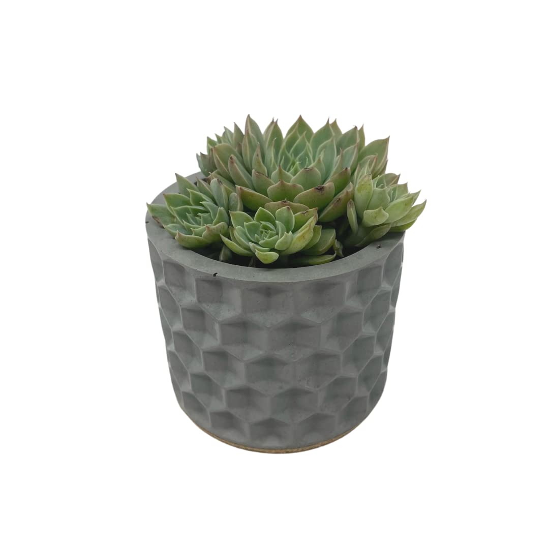 Concrete Hexagon Indent Design Small Planter - 3" Diameter - Holds Small Indoor or Outdoor Plants - Succulents, Microgreens, Flowers - Handmade in USA Gray, Concrete