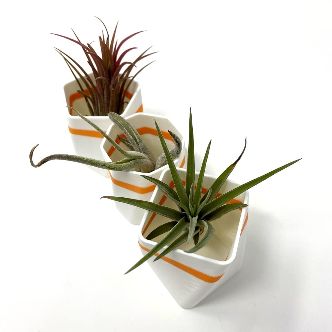 Planter Fridge Magnet Set - Ideal for Air Plants or Succulents - Set of 3 White Planters with Orange Stripe - Made in The USA