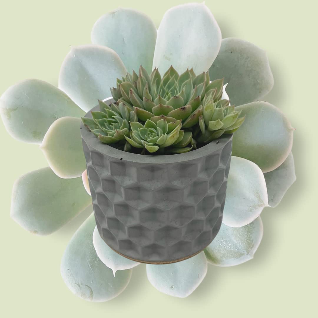 Concrete Hexagon Indent Design Small Planter - 3" Diameter - Holds Small Indoor or Outdoor Plants - Succulents, Microgreens, Flowers - Handmade in USA Gray, Concrete