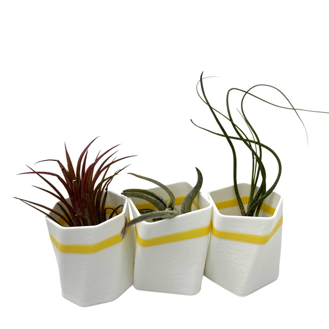 Planter Fridge Magnet Set - Ideal for Air Plants or Succulents - Set of 3 White Planters with Yellow Stripe - Made in The USA