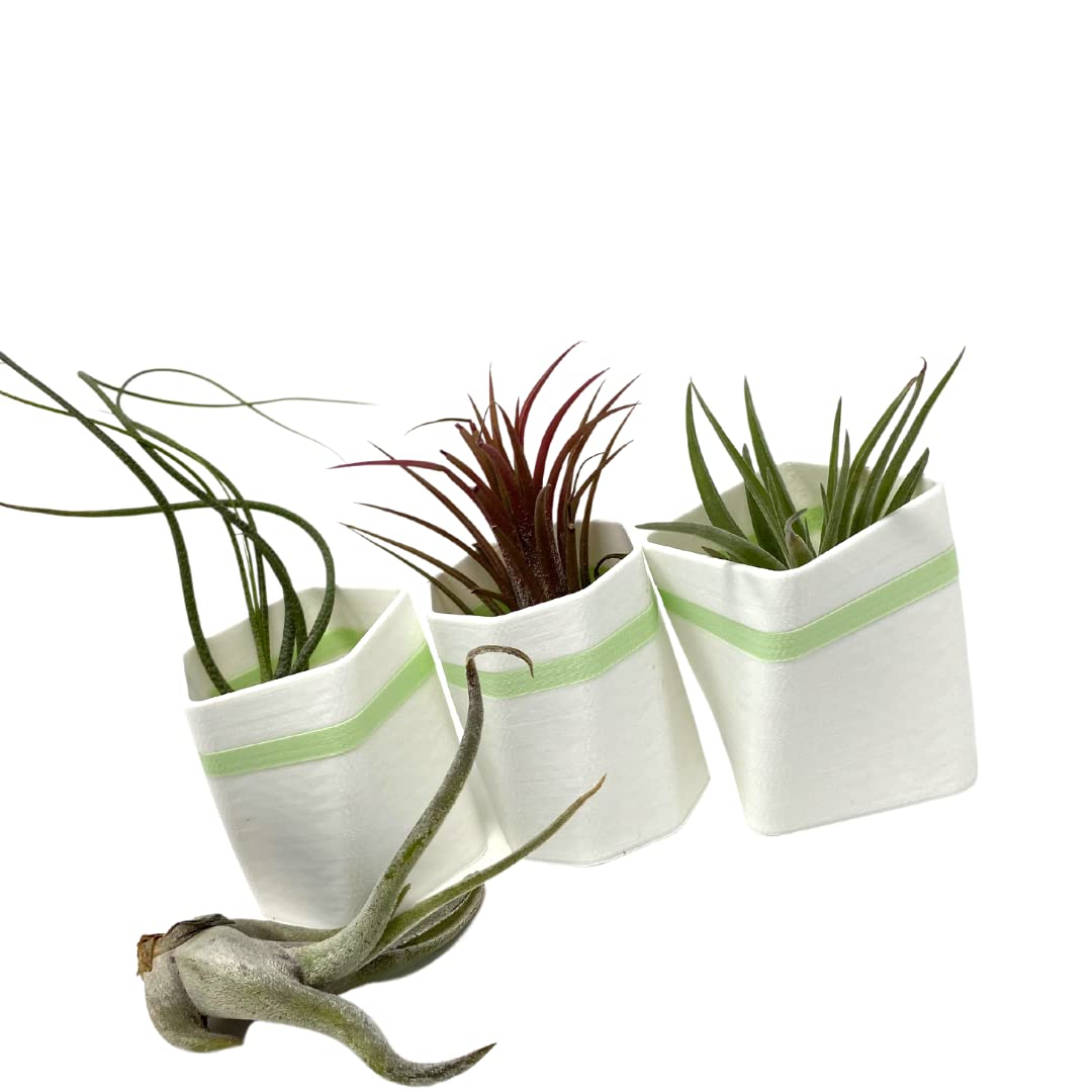 Planter Fridge Magnet Set - Ideal for Air Plants or Succulents - Set of 3 White Planters with Green Stripe - Made in The USA