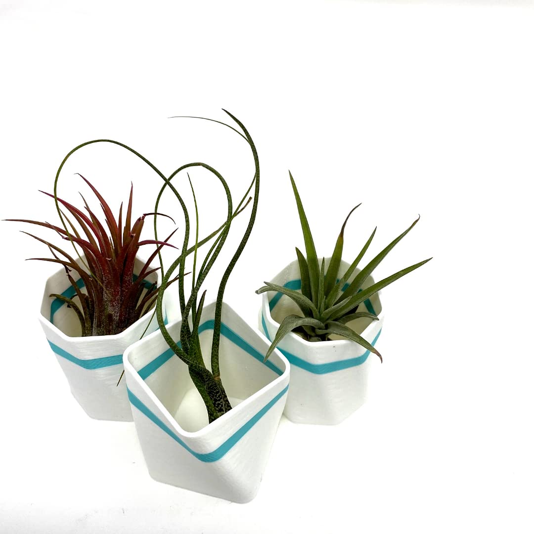 Planter Fridge Magnet Set - Ideal for Air Plants or Succulents - Set of 3 White Planters with Teal Stripe - Made in The USA