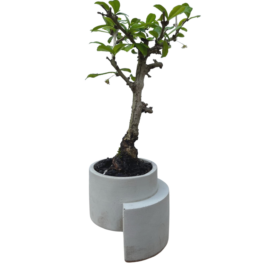 Chatelet Concrete Abstract Art Small Planter - Holds Small Indoor or Outdoor Plants - Unique Design Does Not Tip Over - Handmade in USA Gray, Concrete