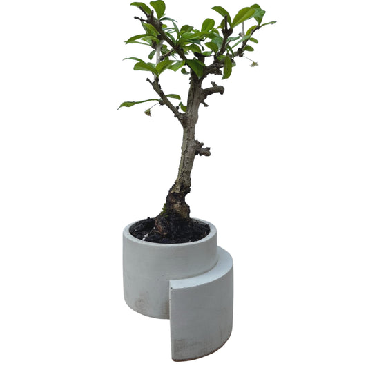 Chatelet Concrete Abstract Art Small Planter - Holds Small Indoor or Outdoor Plants - Unique Design Does Not Tip Over - Handmade in USA Gray, Concrete