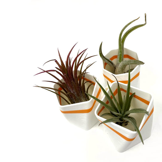 Planter Fridge Magnet Set - Ideal for Air Plants or Succulents - Set of 3 White Planters with Orange Stripe - Made in The USA