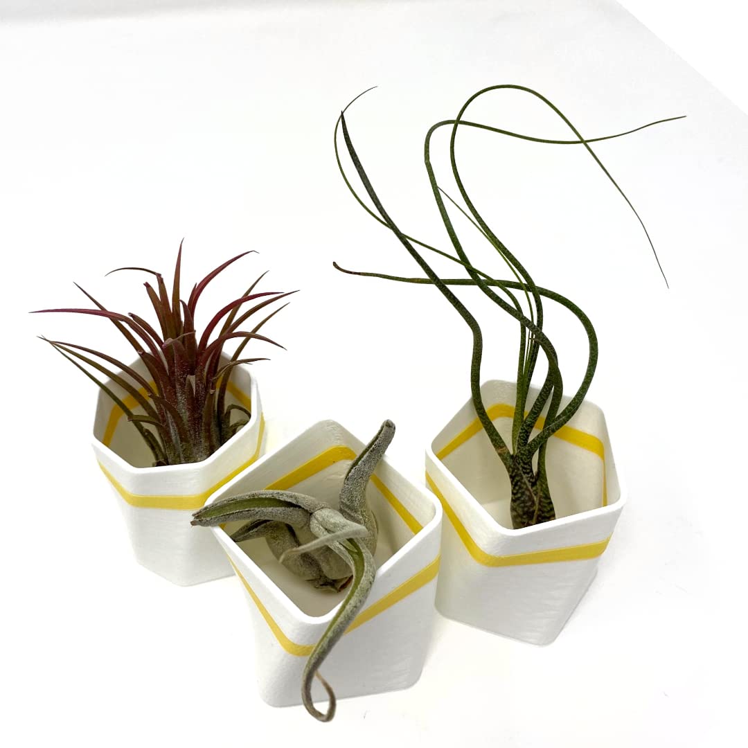 Planter Fridge Magnet Set - Ideal for Air Plants or Succulents - Set of 3 White Planters with Yellow Stripe - Made in The USA