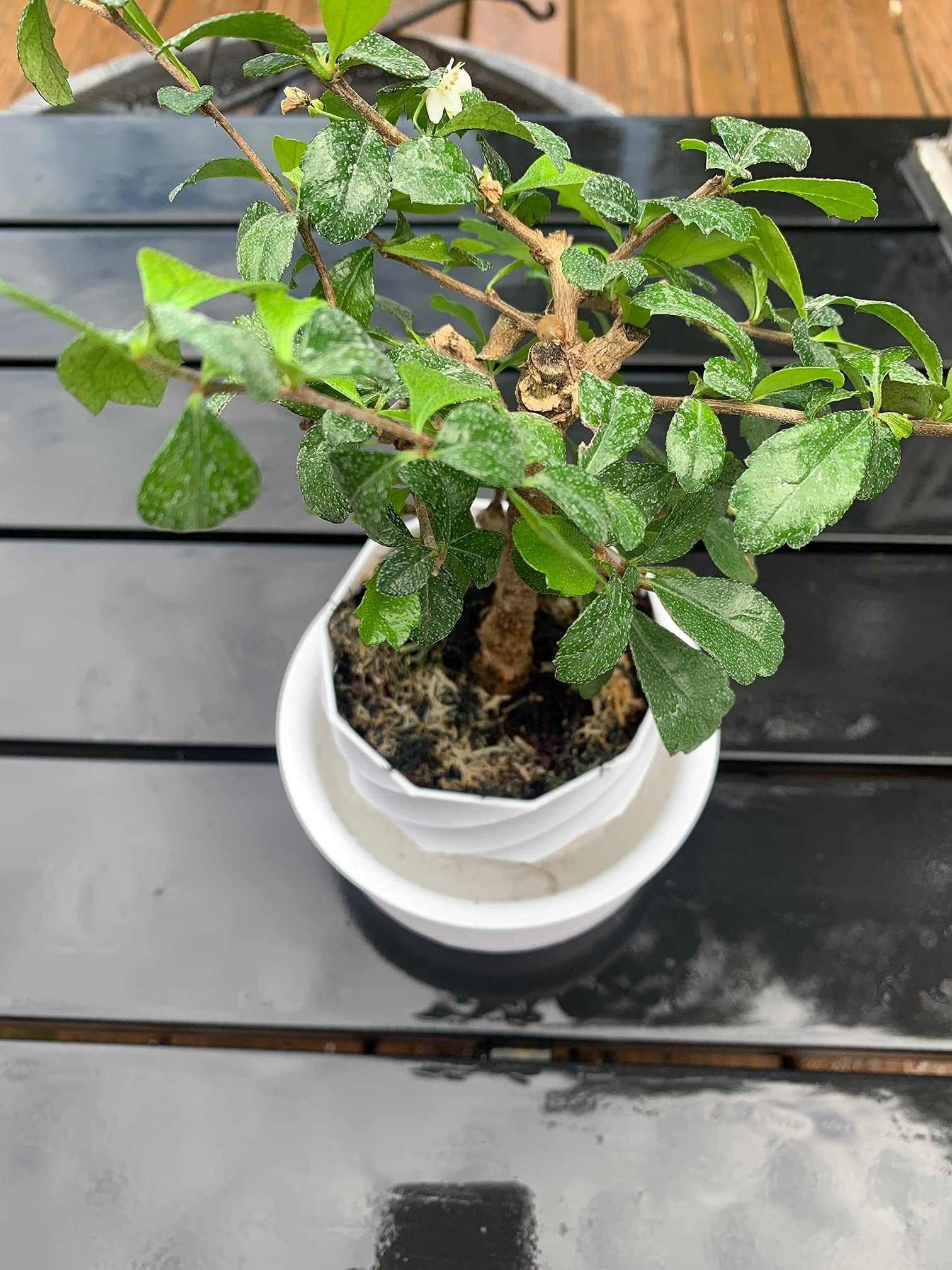 Self-Watering Planter with Spiral Design - Indoor/Outdoor Planter Pot for Succulents, Flowers, or Herbs - Decorate Home or Office